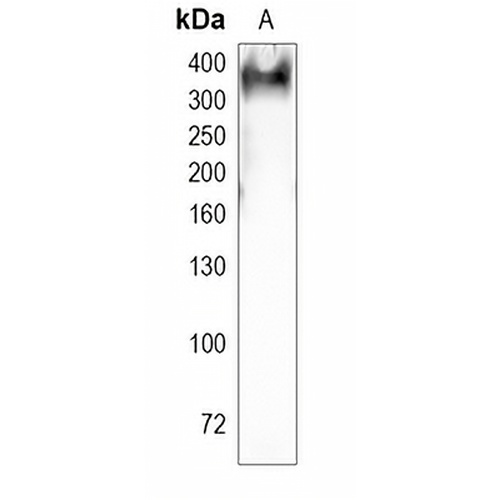 Ki67 Rabbit Monoclonal Antibody(C1956)