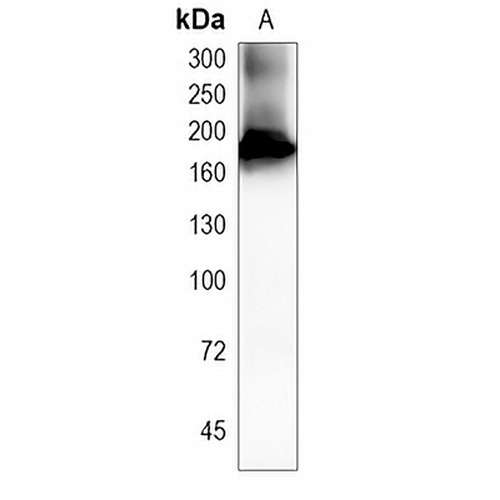 CD206 Rabbit Monoclonal Antibody(C1957)