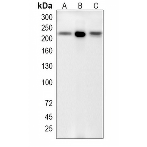 ZO1 Rabbit Monoclonal Antibody(C1958)