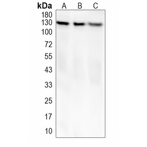 CD31 Rabbit Monoclonal Antibody(C1959)