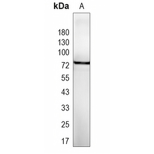 TBR1 Rabbit Monoclonal Antibody(C1971)