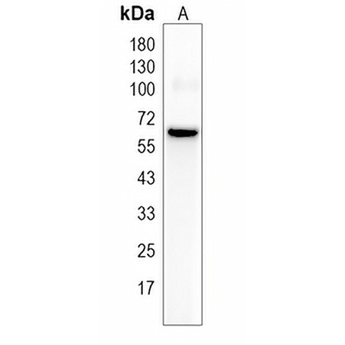 BCAS1 Rabbit Monoclonal Antibody(C1972)