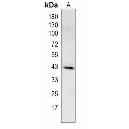 C2orf69 Rabbit Monoclonal Antibody(C1974)