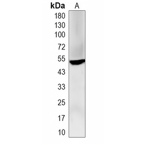 BTNL3 Rabbit Monoclonal Antibody(C1977)