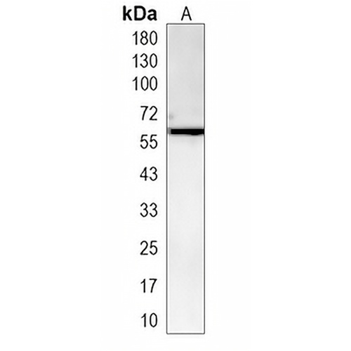 POC5 Rabbit Monoclonal Antibody(C1979)