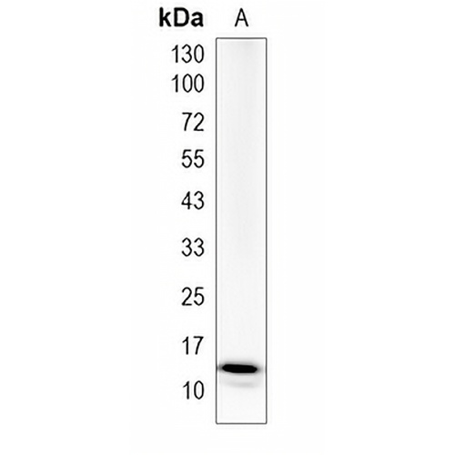 TMEM256 Rabbit Monoclonal Antibody(C1985)