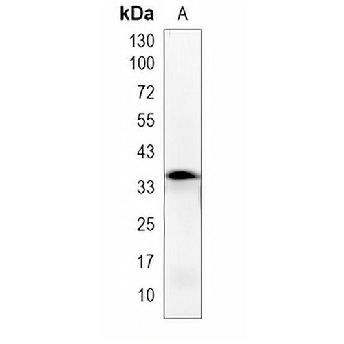 OR5I1 Rabbit Monoclonal Antibody(C1986)