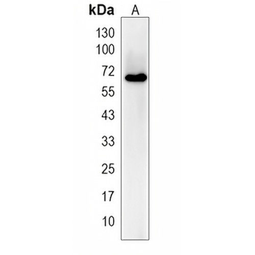 POC5 Rabbit Monoclonal Antibody(C2000)