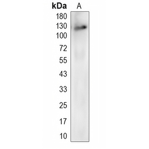 MLLT6 Rabbit Monoclonal Antibody(C2002)