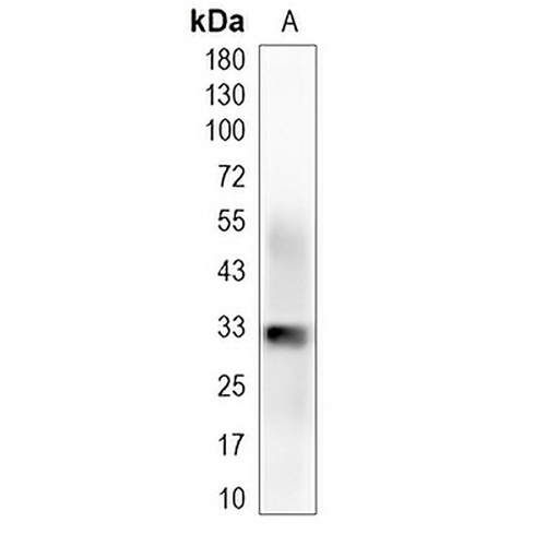 NUS1 Rabbit Monoclonal Antibody(C2009)