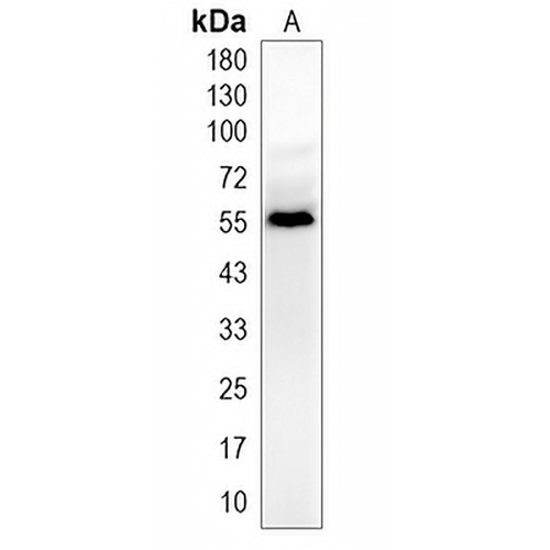 RBMY1A1 Rabbit Monoclonal Antibody(C2010)