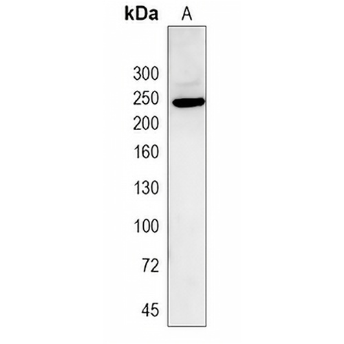 Laminin beta 1 Rabbit Monoclonal Antibody(C2013)