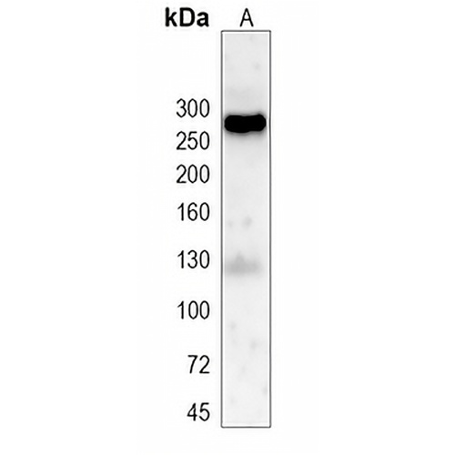 Fibronectin Rabbit Monoclonal Antibody(C2014)