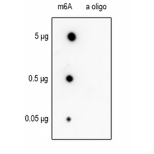 N6-methyladenosine Rabbit Monoclonal Antibody(C2020)