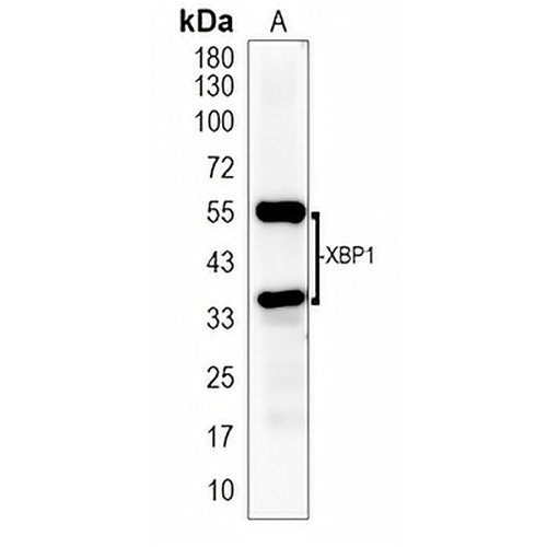 XBP1 Rabbit Monoclonal Antibody(C2021)