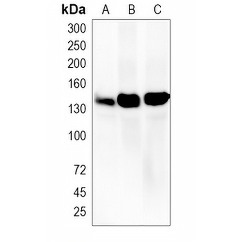 PERK Rabbit Monoclonal Antibody(C2024)