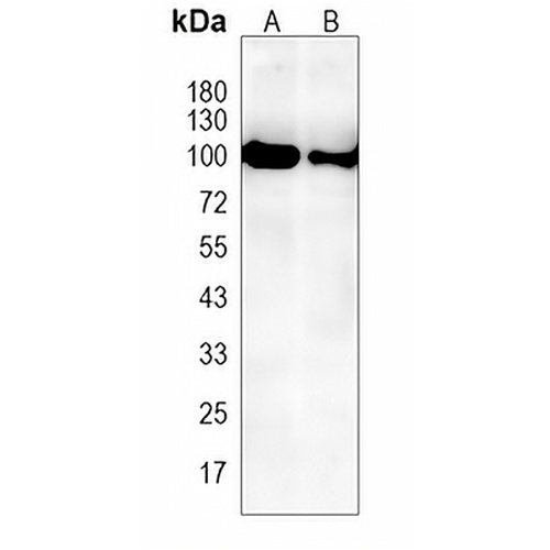 GPR49 Rabbit Monoclonal Antibody(C2025)