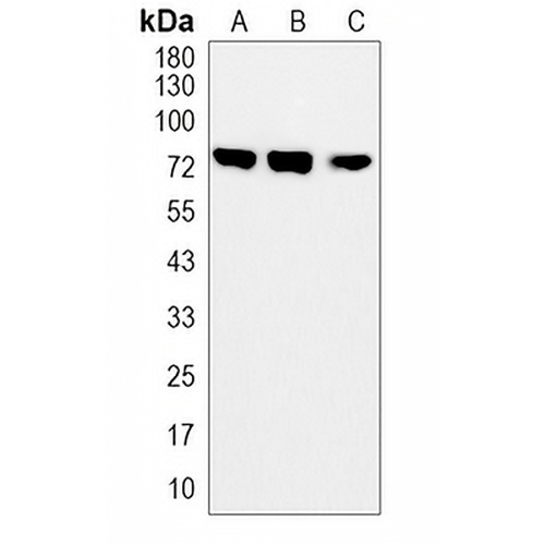 BMAL1 Rabbit Monoclonal Antibody(C2026)