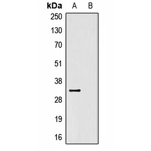 V5-tag Mouse Monoclonal Antibody(C2028)