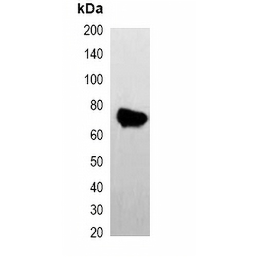 AmCyan-tag Mouse Monoclonal Antibody(C2031)