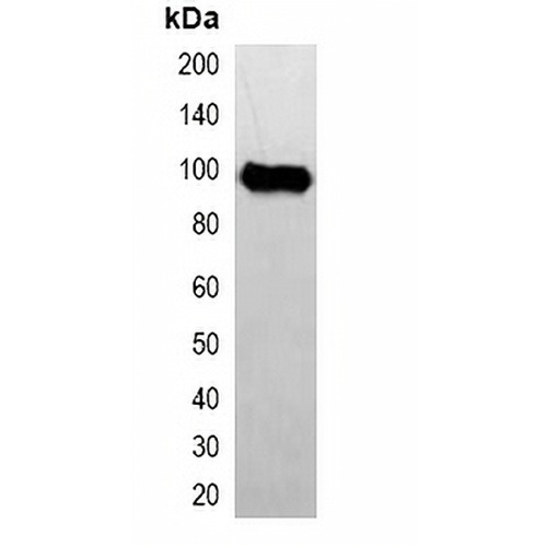 Avi-tag Mouse Monoclonal Antibody(C2032)
