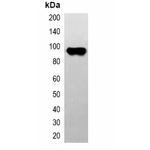 CBP-tag Mouse Monoclonal Antibody(C2033)