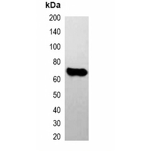 E2-tag Mouse Monoclonal Antibody(C2034)