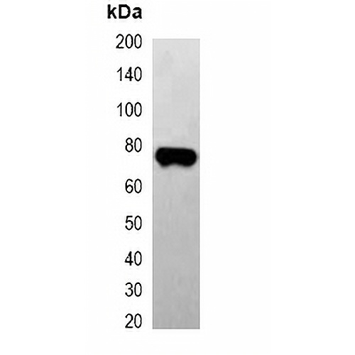 EBFP-tag Mouse Monoclonal Antibody(C2035)