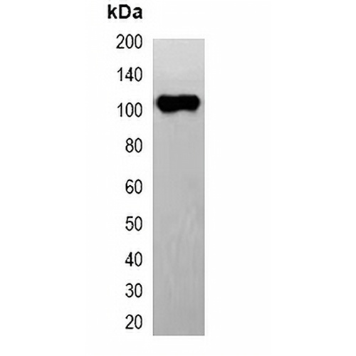 EYFP-tag Mouse Monoclonal Antibody(C2036)