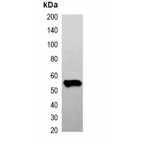 FLAG-tag Mouse Monoclonal Antibody(C2037)