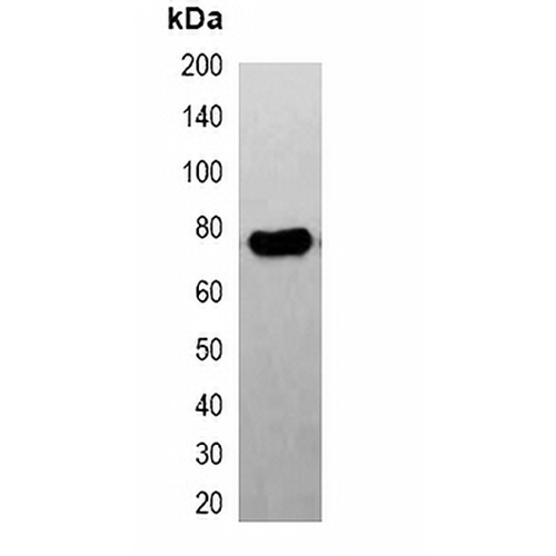 HRP-conjugated FLAG-tag Mouse Monoclonal Antibody(C2038)