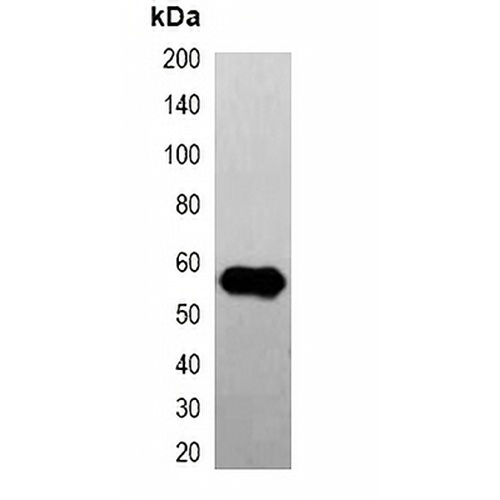 GFP-tag Mouse Monoclonal Antibody(C2039)