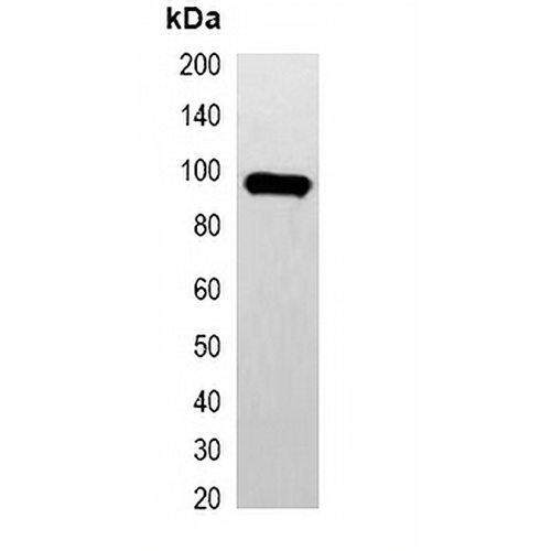 GFP-tag Mouse Monoclonal Antibody(C2040)