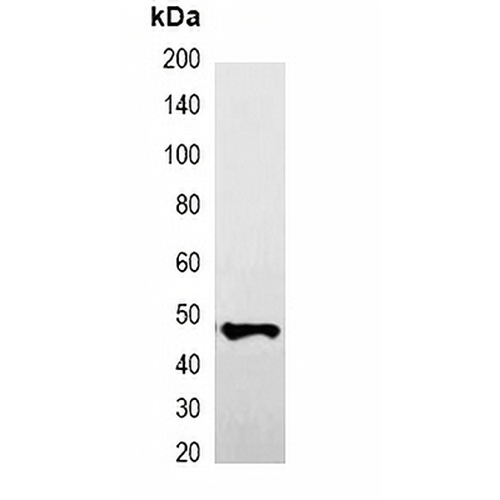 GFP-tag Mouse Monoclonal Antibody(C2041)