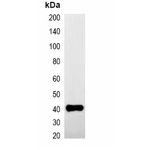 GST-tag Mouse Monoclonal Antibody(C2042)
