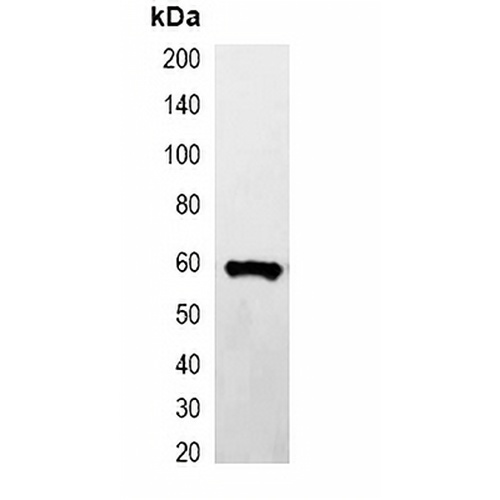 GST-tag Mouse Monoclonal Antibody(C2043)