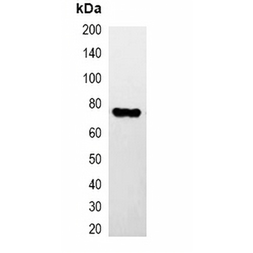 HA-tag Mouse Monoclonal Antibody(C2044)