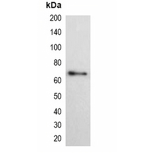 His-tag Mouse Monoclonal Antibody(C2046)