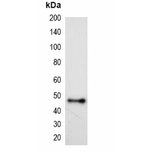 HSV-tag Mouse Monoclonal Antibody(C2048)