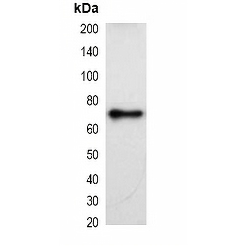 KT3-tag Mouse Monoclonal Antibody(C2049)
