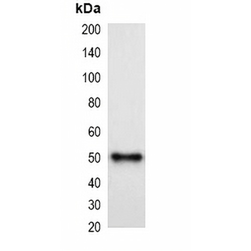 MBP-tag Mouse Monoclonal Antibody(C2050)
