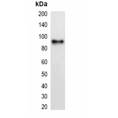 mCherry-tag Mouse Monoclonal Antibody(C2051)