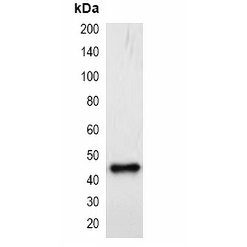 mCherry-tag Mouse Monoclonal Antibody(C2052)