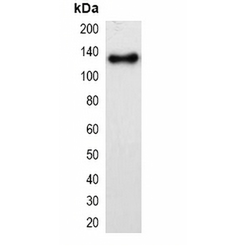 mOrange-tag Mouse Monoclonal Antibody(C2053)