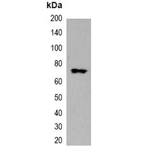 mStrawberry-tag Mouse Monoclonal Antibody(C2055)