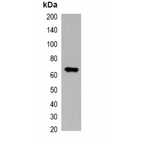 Myc-tag Mouse Monoclonal Antibody(C2056)