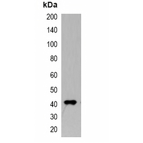 HRP-conjugated Myc-tag Mouse Monoclonal Antibody(C2057)
