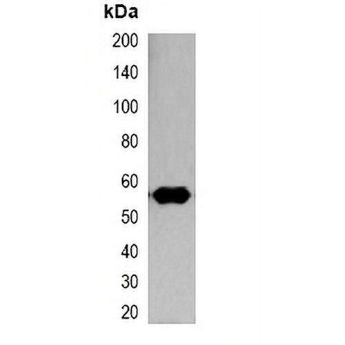 Nano-tag Mouse Monoclonal Antibody(C2058)