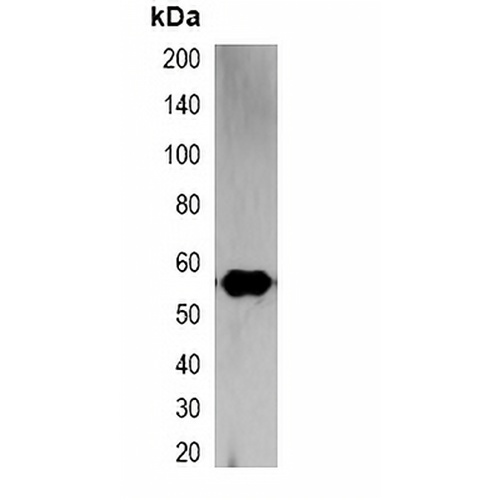 RFP-tag Mouse Monoclonal Antibody(C2059)