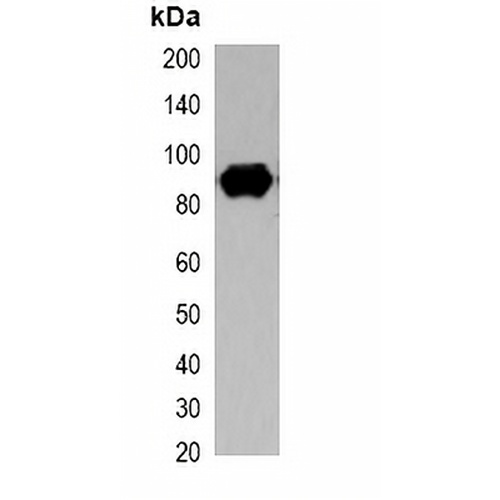 S-tag Mouse Monoclonal Antibody(C2061)